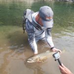 Bull Trout - Alberta Fly Fishing Guide